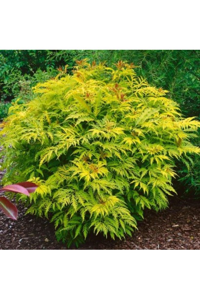 Бузина червона Плюмоза Ауреа в ландшафті